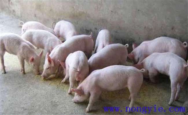 哺乳仔豬如何補(bǔ)飼，哺乳仔豬早期補(bǔ)飼技術(shù)要點(diǎn)