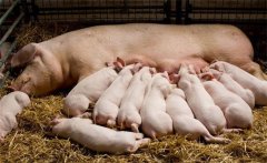 哺乳仔豬的特點(diǎn)，需采取哪些措施減少死亡率？