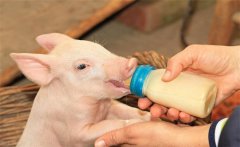 初生仔豬要早吃初乳，為什么要給仔豬固定奶頭