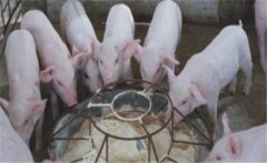 仔豬斷奶應激如何預防，絕食仔豬怎樣進行挽救