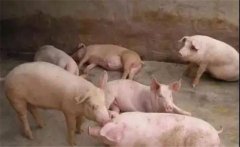豬喘氣病的預(yù)防措施，豬喘氣病的疫苗免疫問題