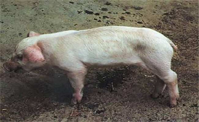 豬副嗜血桿菌病的臨床癥狀、診斷與治療方法