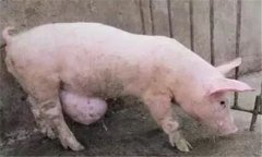 臍疝的類型與癥狀，豬發(fā)生臍疝怎么辦？