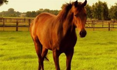 馬、驢、騾子的區(qū)別