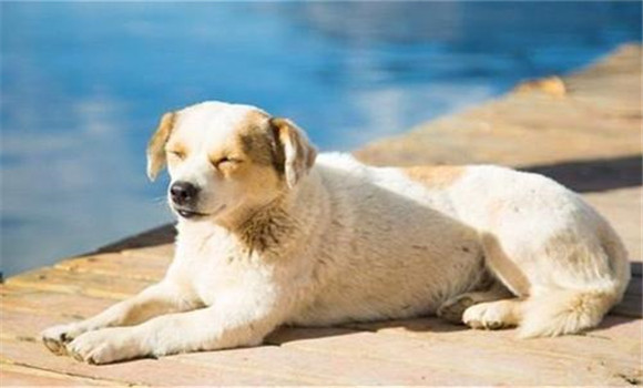 怎樣養(yǎng)好老齡犬，養(yǎng)殖老齡犬應(yīng)注意哪些問題