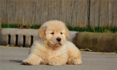 個(gè)人家庭購犬應(yīng)注意哪些問題？