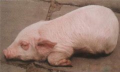 豬水腫、鏈球菌、偽狂犬的鑒別診斷及防治方法