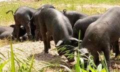 為什么豬、牛食用新鮮玉米苗等會發(fā)生中毒死亡