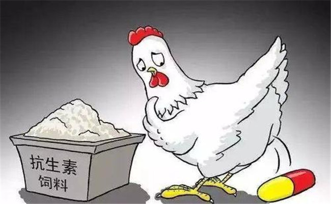 怎樣在飼料中添加抗生素？使用抗生素注意事項(xiàng)
