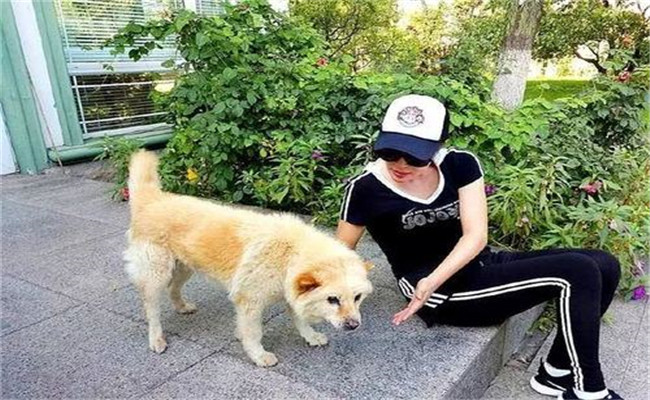 怎樣喂養(yǎng)妊娠犬、哺乳犬