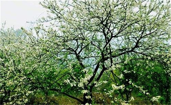 防治李實(shí)蜂等蟲(chóng)害