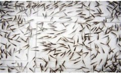 鯽魚是怎么繁殖的？鯽魚的發(fā)育過程簡介