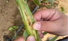 生姜種植如何防治姜薊馬？姜薊馬用什么藥？