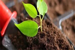 多菌靈可以直接澆灌嗎？如何使用多菌靈灌根？