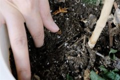 多菌靈可以直接拌花土嗎？多菌靈土壤消毒方法