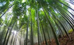 毛竹的生長(zhǎng)特點(diǎn)，毛竹的變種、變型及品種簡(jiǎn)介