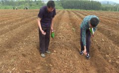 豇豆苗期如何管理？如何確定豇豆的移栽苗齡？