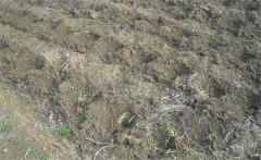 怎樣給黃花菜施肥？黃花菜不同生長期施什么肥