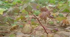 棉花莖枯病的發(fā)病癥狀！棉花莖枯病防治農(nóng)藥！