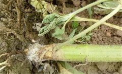如何預(yù)防向日葵細菌性莖腐病，用什么藥防治？