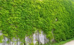 常春藤和爬山虎的區(qū)別是什么？