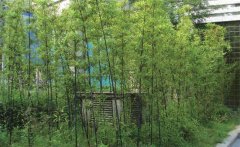 紫竹怎么養(yǎng)才能更旺盛？紫竹的園林用途