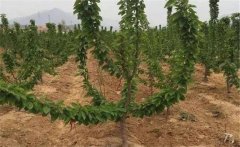 櫻桃如何施肥？大櫻桃的需肥特點(diǎn)與施肥原則