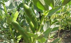 蠶豆的營養(yǎng)價(jià)值有哪些？蠶豆的保健功效簡介