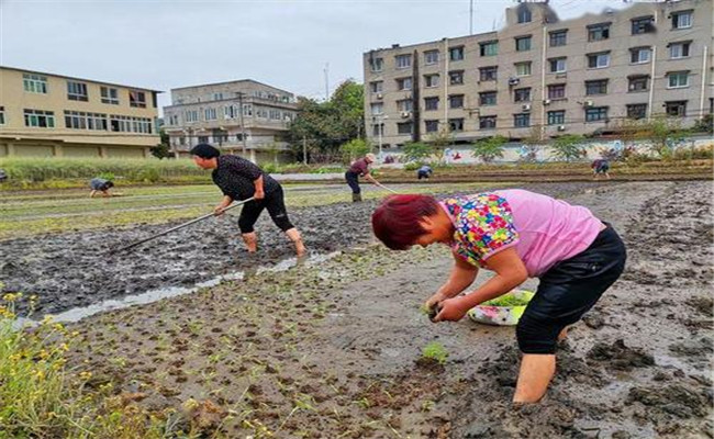 谷雨兩旁，西瓜下秧