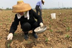 種植玉米怎么施底肥好，玉米為什么會(huì)長(zhǎng)杈子