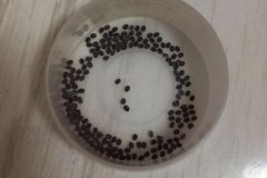 蠶卵孵化需要噴水嗎？蠶卵孵化需要什么條件