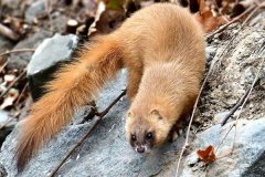 黃鼠狼會吃雞嗎？黃鼠狼是保護動物嗎？