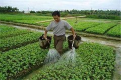 施用沖施肥的優(yōu)點，怎樣沖施肥料不浪費？
