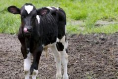如何預(yù)防新生牛犢拉稀、牛犢拉稀用什么藥用藥