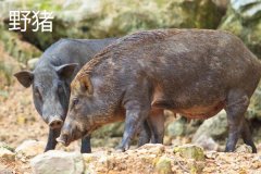 野豬一般幾點出來活動，野豬和疣豬哪個更厲害