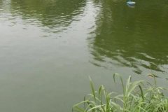 魚塘水變綠是怎么回事、怎么處理 對魚有影響嗎