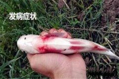 草魚出血病怎么治療，有哪些癥狀？
