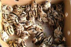 鵪鶉育雛技術(shù)要點：育雛濕度、溫度與密度要求