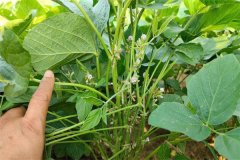 大豆管理技術(shù)：大豆開(kāi)花期如何管理