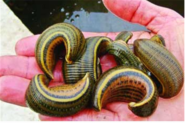 水蛭的生物學特性、繁殖特性