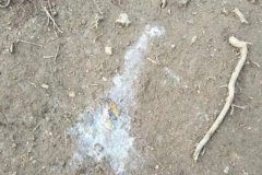 雞拉稀是什么原因引起的，雞拉稀用什么藥治療