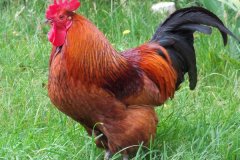 公雞打鳴的原因是什么，怎么制止公雞打鳴