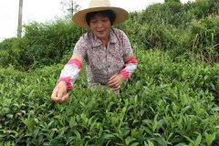 茶葉采摘方法 茶葉合理采摘的要求有哪些？