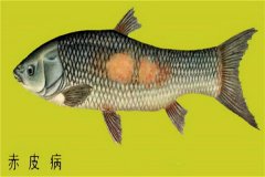 養(yǎng)殖魚類怎樣防治赤皮?。咳绾晤A(yù)防？