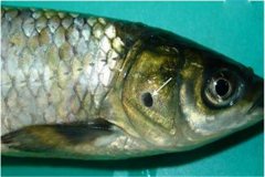 養(yǎng)魚怎樣防治細(xì)菌性爛鰓??？