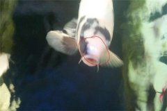 魚池如何防治白頭白嘴??？怎樣預(yù)防？