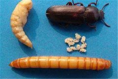 黃粉蟲卵、幼蟲、蛹和成蟲的形態(tài)特征介紹