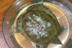 怎樣防治甲魚白斑??？