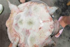 怎樣防治甲魚腐皮病，其癥狀表現(xiàn)如何？