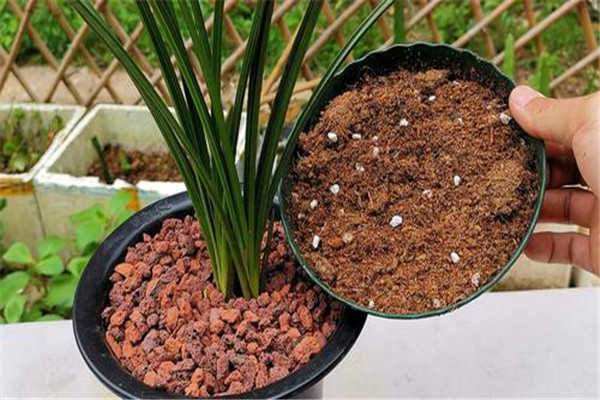 怎樣播種熱帶蘭花，熱帶蘭的種植方法